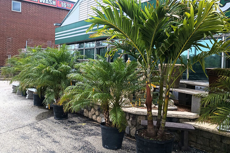 Selection of Palm Trees at A Touch of Green's Garden Center
