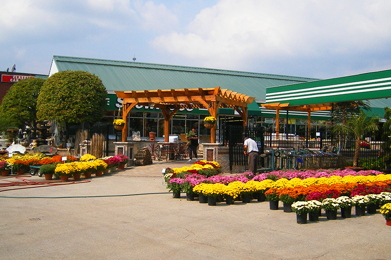 seasonal_mums1 Flowers at A Touch of Green's Garden Center