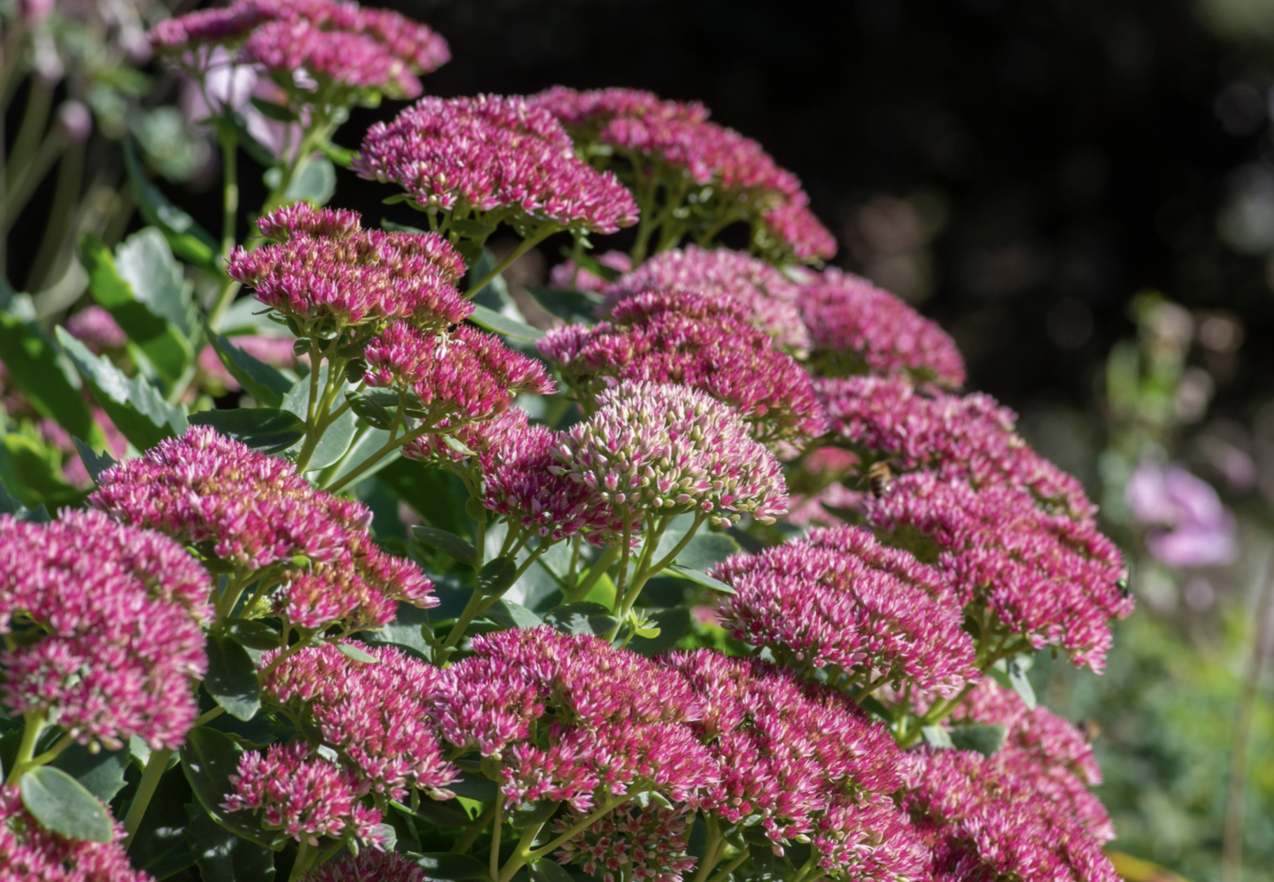 Local Nursery Tips on Growing and Caring for Sedum Local Nursery Tips on Growing and Caring for Sedum
