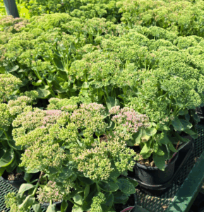 Local Nursery Has Sedum