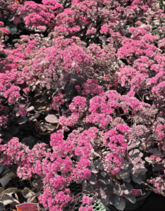 Local Nursery Variety of Sedum