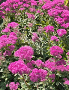Sedum at Local Nursery